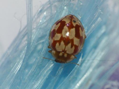 Réf. 309 626 : Myrrha octodecimguttata